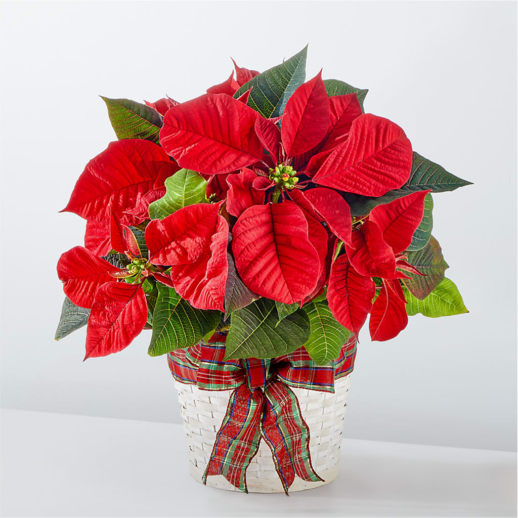 Happiest Holidays Poinsettia – North Shore Florist, North Vancouver BC