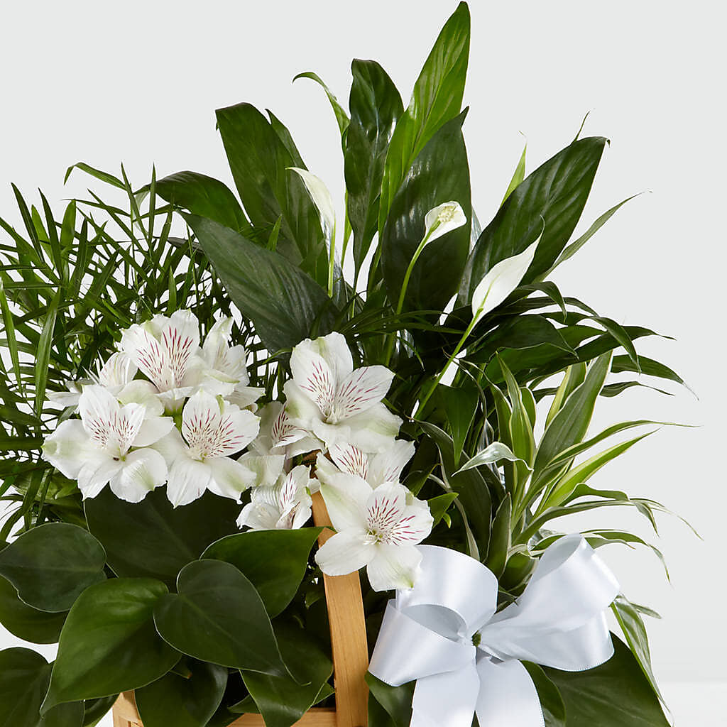 Peace & Serenity Dishgarden – North Shore Florist, North Vancouver BC