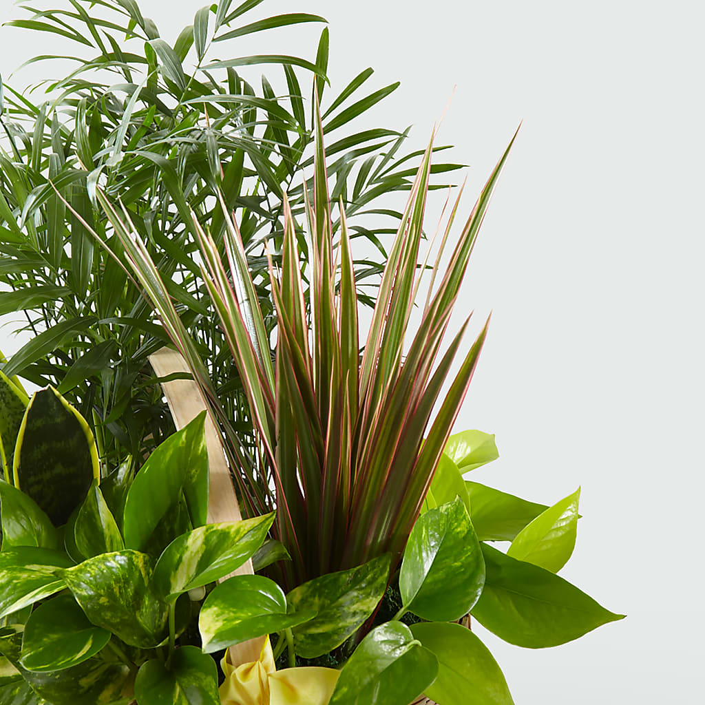 French Garden – North Shore Florist, North Vancouver BC