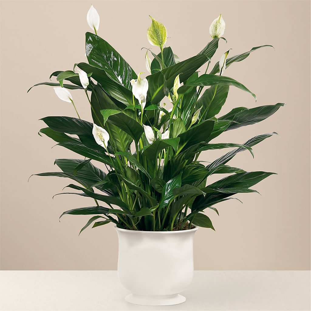Comfort Planter – North Shore Florist, North Vancouver BC