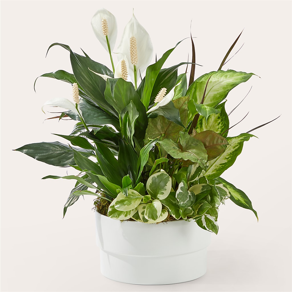 Radiating Positivity Dishgarden – North Shore Florist, North Vancouver BC
