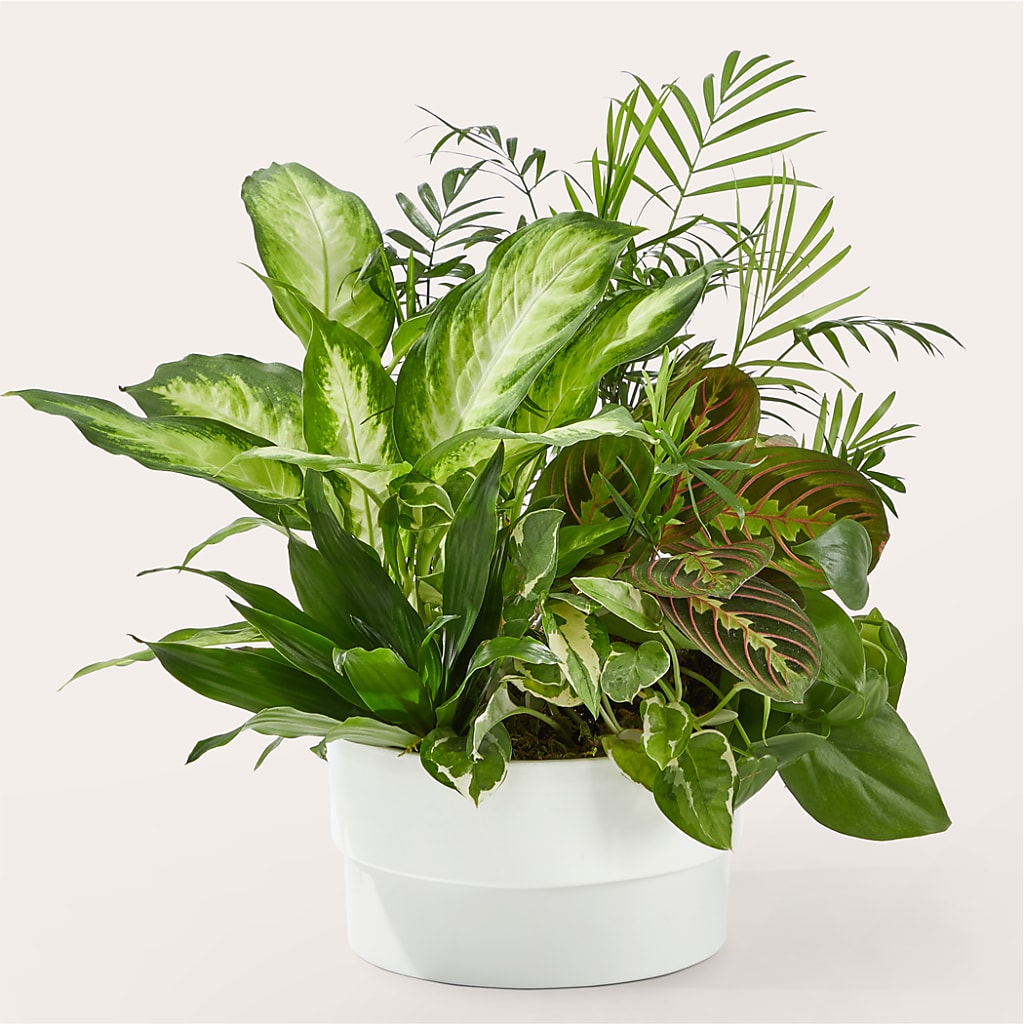 Radiating Positivity Dishgarden – North Shore Florist, North Vancouver BC