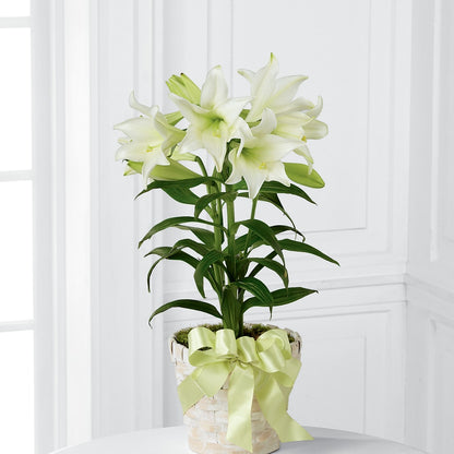 Easter Lily Plant –  North Shore Florist, North Vancouver BC