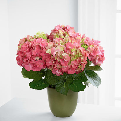Pink Hydrangea Planter –  North Shore Florist, North Vancouver BC