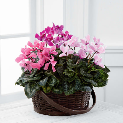 Mixed Cyclamen Planter –  North Shore Florist, North Vancouver BC
