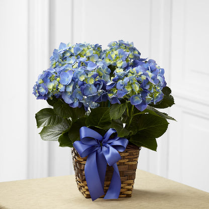 Blue Hydrangea Planter –  North Shore Florist, North Vancouver BC