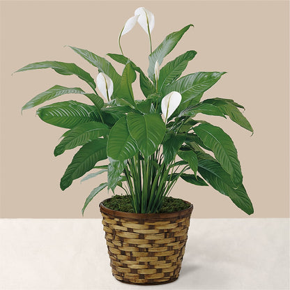 Tranquil Moments Peace Lily Plant –  North Shore Florist, North Vancouver BC
