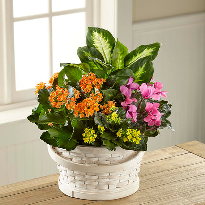Color Crush Dishgarden –  North Shore Florist, North Vancouver BC