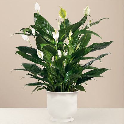 Comfort Planter –  North Shore Florist, North Vancouver BC