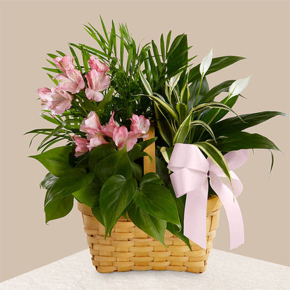Living Spirit Dishgarden –  North Shore Florist, North Vancouver BC