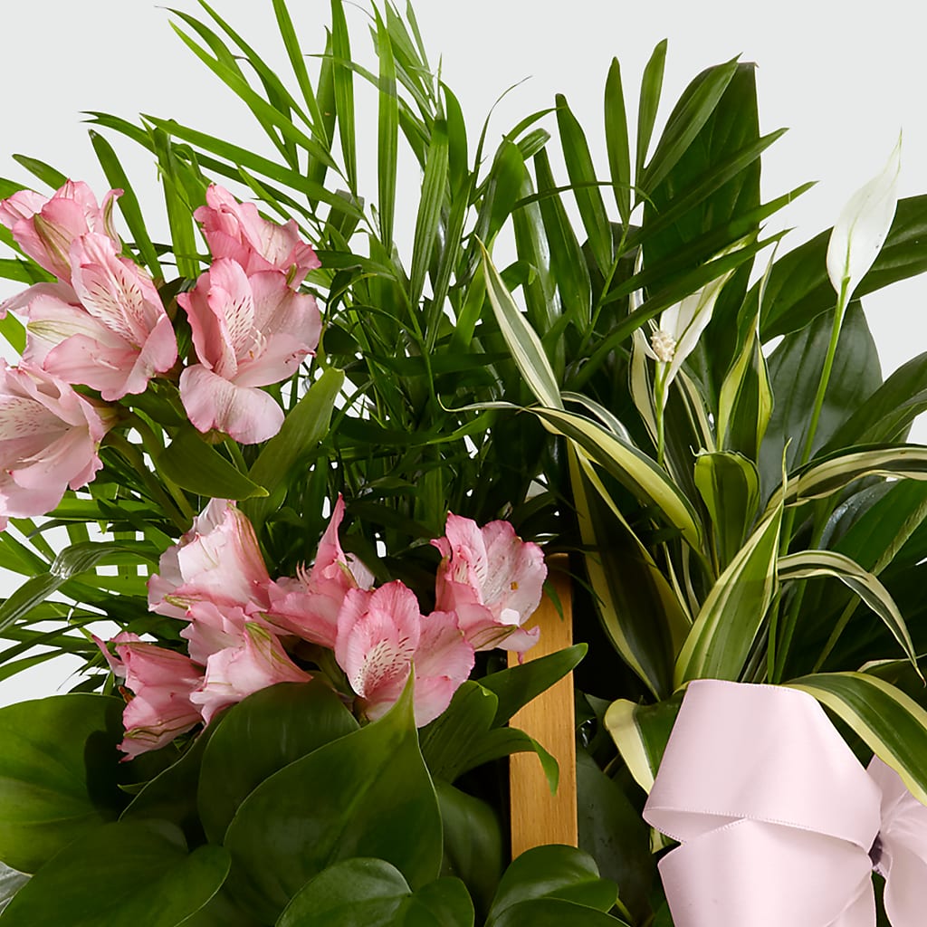 Living Spirit Dishgarden –  North Shore Florist, North Vancouver BC