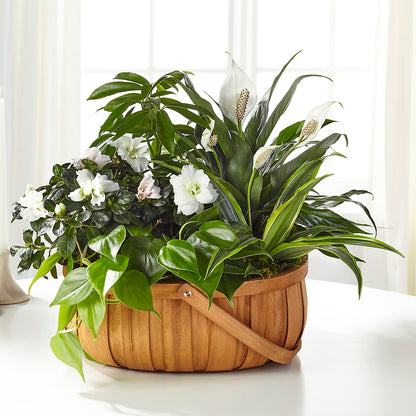 Serene Dishgarden –  North Shore Florist, North Vancouver BC