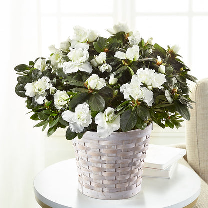 White Azalea Plant –  North Shore Florist, North Vancouver BC