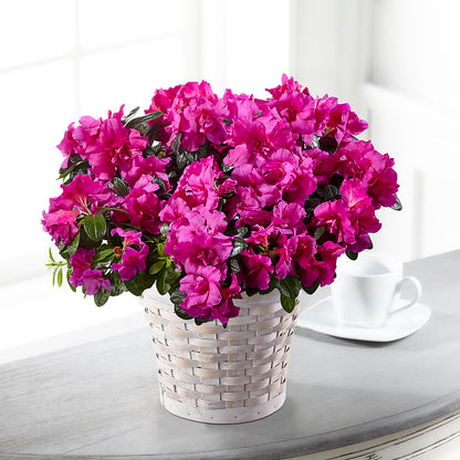 Hope & Serenity Azalea Plant –  North Shore Florist, North Vancouver BC