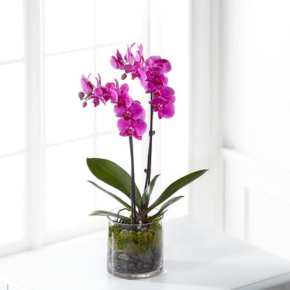 Pink Orchid Plant –  North Shore Florist, North Vancouver BC