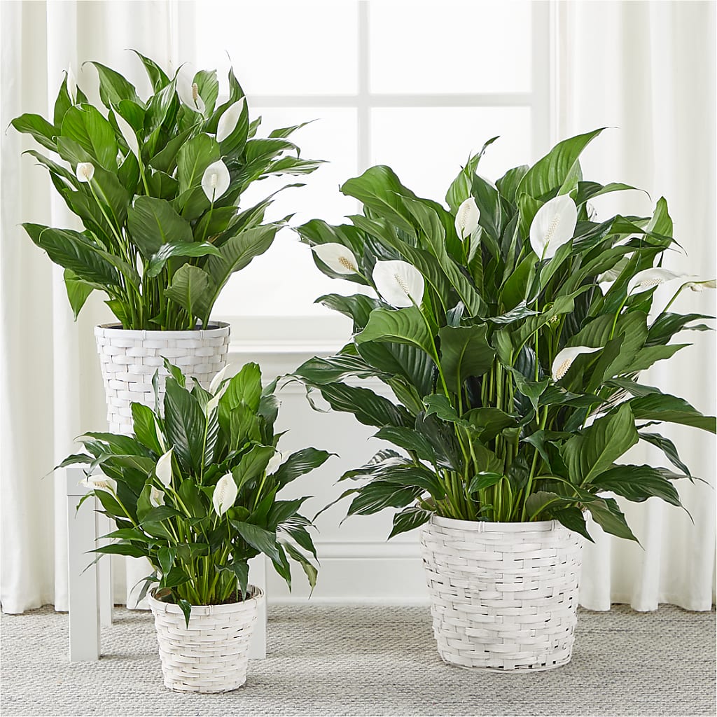 A New Leaf Peace Lily –  North Shore Florist, North Vancouver BC