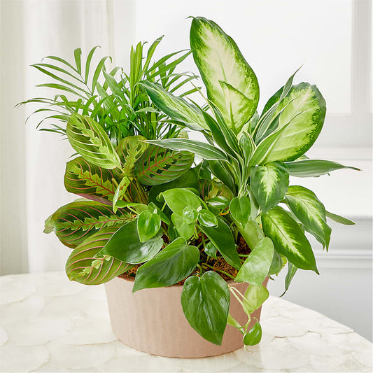 Balance & Harmony Dishgarden –  North Shore Florist, North Vancouver BC