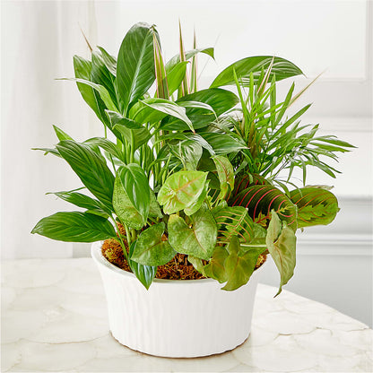 Balance & Harmony Dishgarden –  North Shore Florist, North Vancouver BC