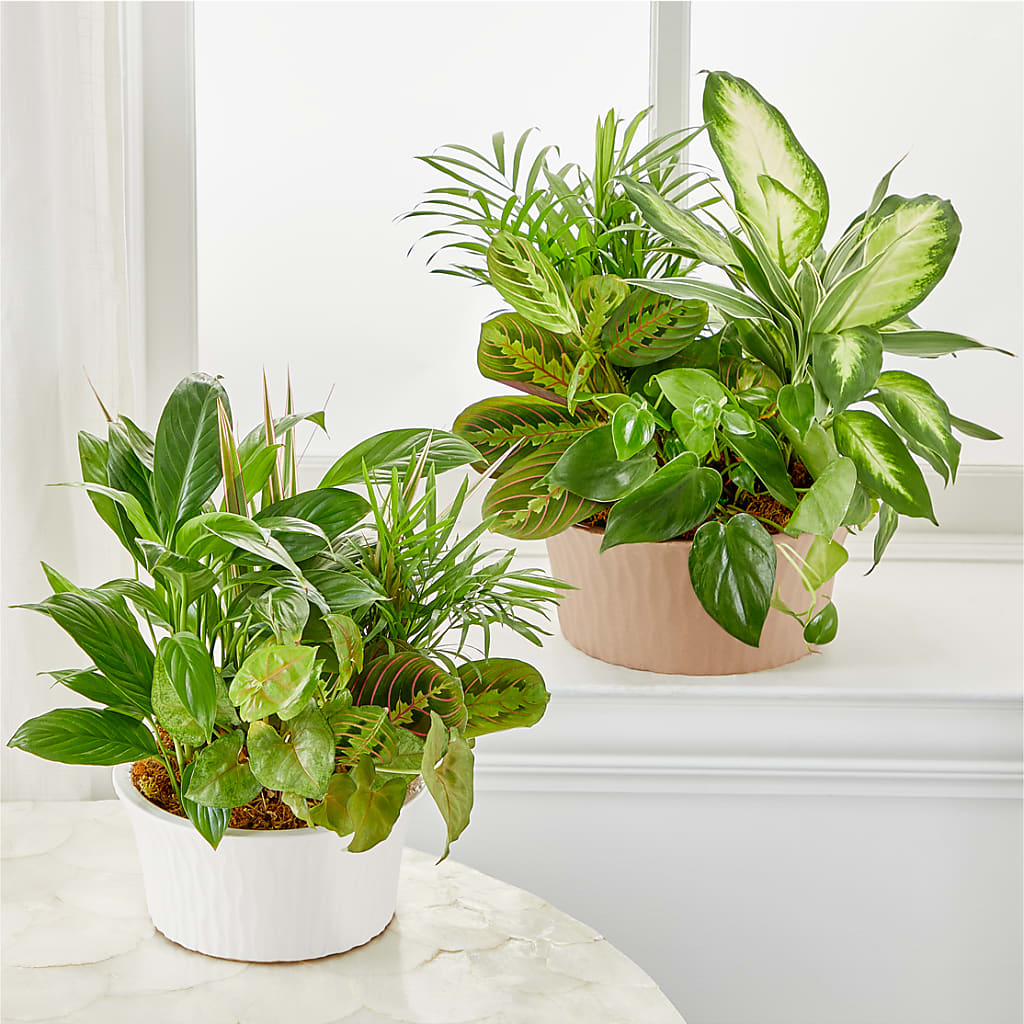 Balance & Harmony Dishgarden –  North Shore Florist, North Vancouver BC