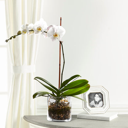 White Orchid Planter –  North Shore Florist, North Vancouver BC